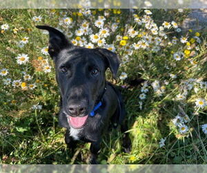 Labrador Retriever-Unknown Mix Dogs for adoption in McKinleyville, CA, USA