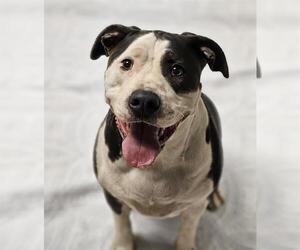 American Staffordshire Terrier Dogs for adoption in Placerville, CA, USA