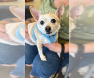 Chihuahua-Unknown Mix Dogs for adoption in Chandler, AZ, USA