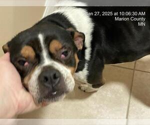 French Bulldog-Unknown Mix Dogs for adoption in Ocala, FL, USA