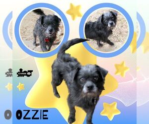 Mutt Dogs for adoption in Lindsay, CA, USA