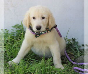 Golden Pyrenees Dogs for adoption in Bandera, TX, USA