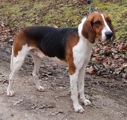 Treeing Walker Coonhound Dogs for adoption in Dickson, TN, USA