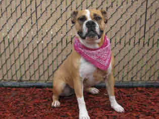 Bull-Boxer Dogs for adoption in Norco, CA, USA