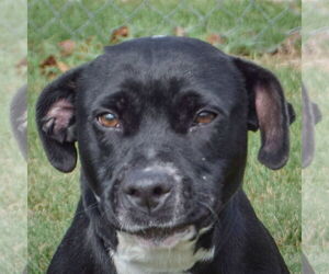 American Staffordshire Terrier-Unknown Mix Dogs for adoption in Huntley, IL, USA