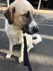 Anatolian Shepherd-Great Pyrenees Mix Dogs for adoption in Silver Spring, MD, USA