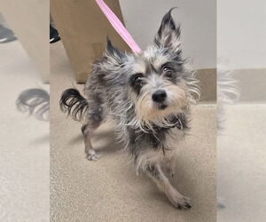 Fox Terrier (Toy)-Unknown Mix Dogs for adoption in Decatur, IL, USA