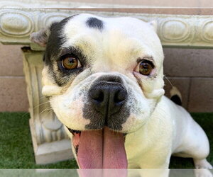 French Bulldog-Unknown Mix Dogs for adoption in Moreno Valley, CA, USA