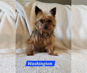 Mutt Dogs for adoption in Aurora, IN, USA