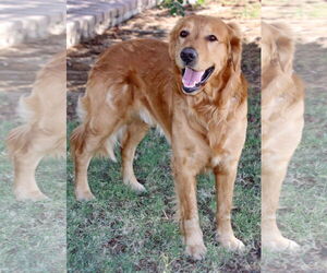 Golden Retriever Dogs for adoption in Glendale , AZ, USA