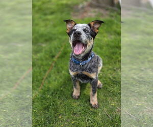 Mutt Dogs for adoption in Garden City, NY, USA