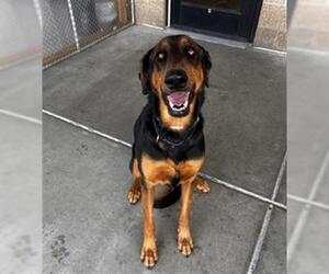 Doberman Pinscher-German Shepherd Dog Mix Dogs for adoption in Denver, CO, USA