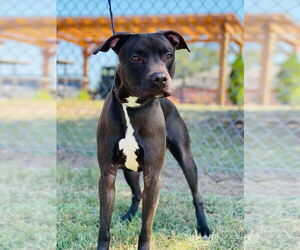 American Pit Bull Terrier Dogs for adoption in Tracy City, TN, USA