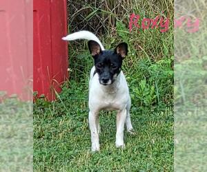Jack-Rat Terrier Dogs for adoption in Anchorage, AK, USA