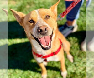 Mutt Dogs for adoption in Canton, CT, USA