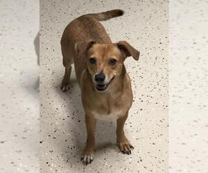 Doxle Dogs for adoption in Texarkana, TX, USA