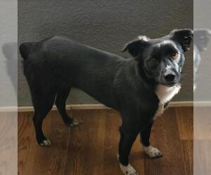 Border Collie Dogs for adoption in Von Ormy, TX, USA