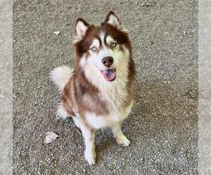 - Mix Dogs for adoption in Peoria, IL, USA