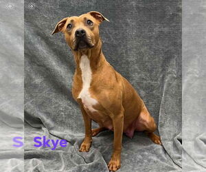 American Pit Bull Terrier Dogs for adoption in Cape May, NJ, USA