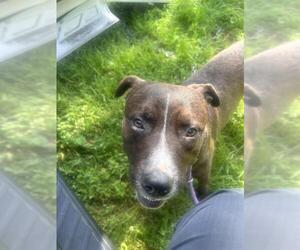 American Pit Bull Terrier Dogs for adoption in Stockton, CA, USA