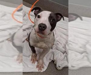 Mutt Dogs for adoption in Las Vegas, NV, USA