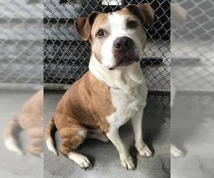 Labrador Retriever-Unknown Mix Dogs for adoption in Conroe, TX, USA