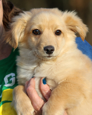 Chi-Corgi Dogs for adoption in Eureka Springs, AR, USA