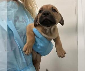American Staffordshire Terrier-Unknown Mix Dogs for adoption in San Antonio, TX, USA