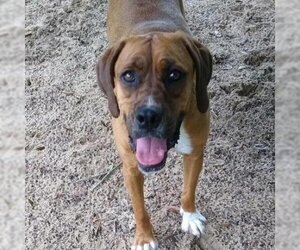 Boxer Dogs for adoption in Freeport, FL, USA