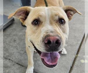 American Pit Bull Terrier Dogs for adoption in Bakersfield, CA, USA