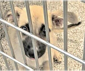 German Shepherd Dog-Unknown Mix Dogs for adoption in Houston, TX, USA