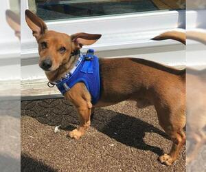 Chiweenie Dogs for adoption in Taunton, MA, USA