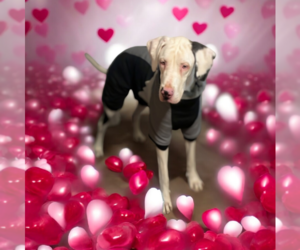 Great Dane Dogs for adoption in Vail, AZ, USA