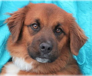Australian Shepherd-German Shepherd Dog Mix Dogs for adoption in Cuba, NY, USA
