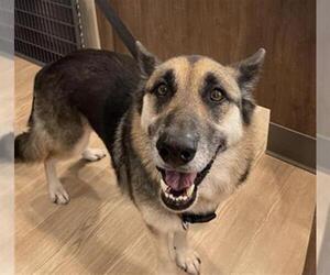 German Shepherd Dog Dogs for adoption in Pearland, TX, USA