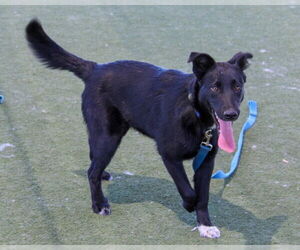 Medium Photo #1 Labrador Retriever-Unknown Mix Puppy For Sale in Martinez, CA, USA