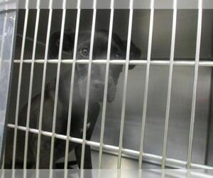 Pointer-Unknown Mix Dogs for adoption in Oklahoma City, OK, USA