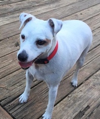 Jack Russell Terrier Dogs for adoption in Pottstown, PA, USA