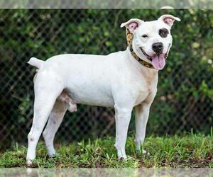 Bull-Boxer Dogs for adoption in Naples, FL, USA