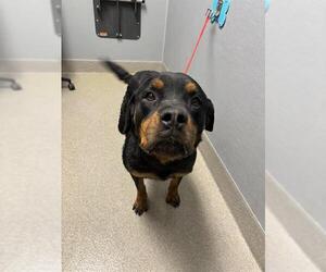 Rottweiler-Unknown Mix Dogs for adoption in Las Vegas, NV, USA