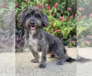 Havanese Dogs for adoption in Austin, TX, USA