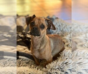 Medium Photo #1 Dachshund Puppy For Sale in Menifee, CA, USA