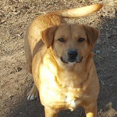 Golden Labrador Dogs for adoption in Little Rock, AR, USA