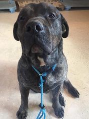 Mastiff-Unknown Mix Dogs for adoption in Lucasville, OH, USA