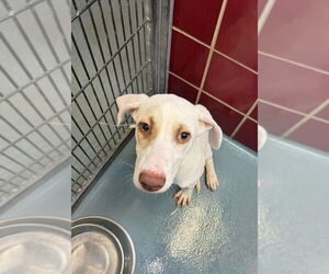 Labrador Retriever-Unknown Mix Dogs for adoption in Brewster, NY, USA