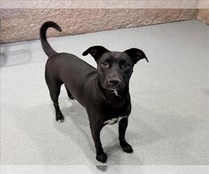 Labrador Retriever-Unknown Mix Dogs for adoption in Moreno Valley, CA, USA