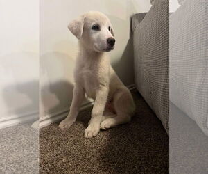 - Mix Dogs for adoption in Bountiful, UT, USA