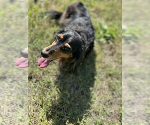 Mutt Dogs for adoption in York, SC, USA