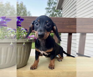 Dachshund Dogs for adoption in Sioux Falls, SD, USA