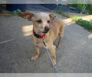 Chiweenie Dogs for adoption in Baraboo, WI, USA